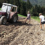 Raccolta delle patate