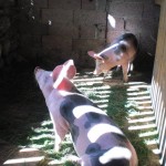 Schweinestall